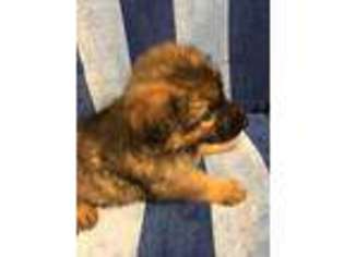 German Shepherd Dog Puppy for sale in Asheville, NC, USA