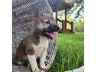 Shiba Inu Puppy for sale in Covington, TX, USA