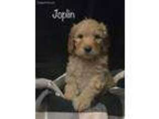 Goldendoodle Puppy for sale in Dansville, MI, USA