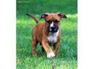 American Staffordshire Terrier Puppy for sale in Greensboro, NC, USA