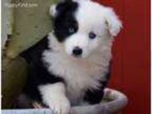 Miniature Australian Shepherd Puppy for sale in Windom, TX, USA
