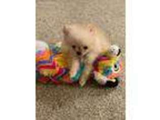 Pomeranian Puppy for sale in Cary, NC, USA