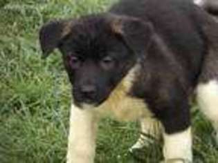 Akita Puppy for sale in Bloomington, IN, USA