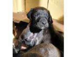 Great Dane Puppy for sale in Clinton, SC, USA