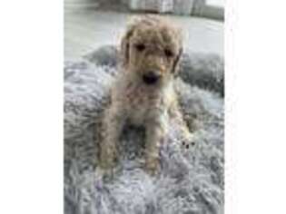 Mutt Puppy for sale in Portland, ME, USA