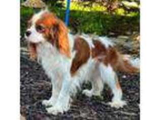 Cavalier King Charles Spaniel Puppy for sale in Lyons, NE, USA