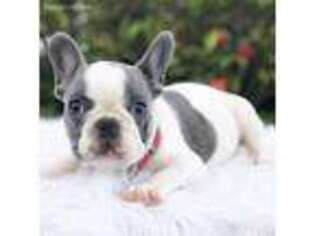 French Bulldog Puppy for sale in Pembroke Pines, FL, USA