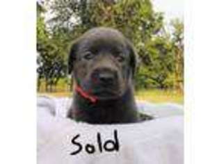Labrador Retriever Puppy for sale in Cushing, OK, USA