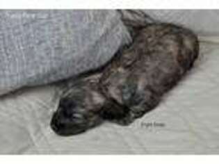 Dachshund Puppy for sale in Augusta, MI, USA