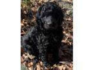 Goldendoodle Puppy for sale in Waxhaw, NC, USA