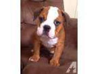 Bulldog Puppy for sale in WOODLAND HILLS, CA, USA