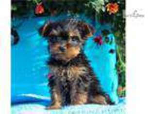 Yorkshire Terrier Puppy for sale in Harrisburg, PA, USA