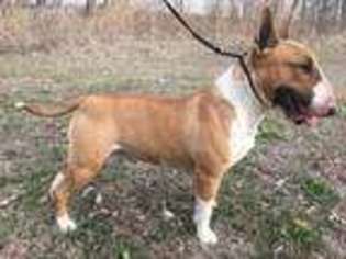 Bull Terrier Puppy for sale in Leavenworth, KS, USA