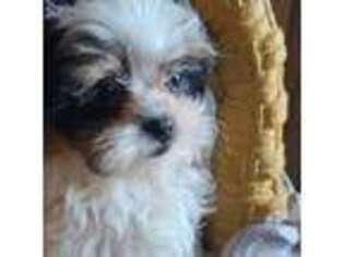 Maltese Puppy for sale in Airway Heights, WA, USA