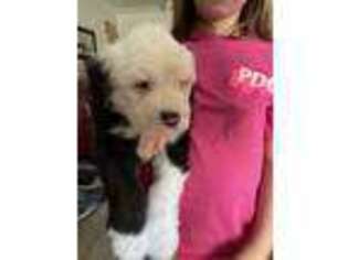 Old English Sheepdog Puppy for sale in Norman, OK, USA