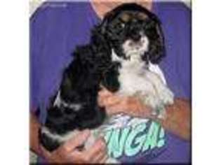 Cavalier King Charles Spaniel Puppy for sale in Fostoria, OH, USA