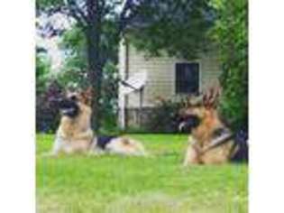 German Shepherd Dog Puppy for sale in Tampico, IL, USA