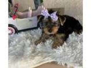 Yorkshire Terrier Puppy for sale in Riverside, CA, USA