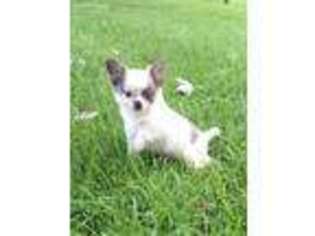 Chihuahua Puppy for sale in Seneca Falls, NY, USA