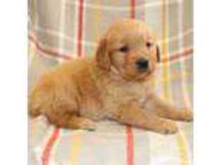 Golden Retriever Puppy for sale in New Weston, OH, USA
