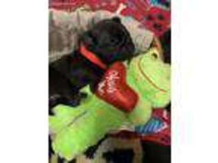 Pug Puppy for sale in Macedonia, OH, USA