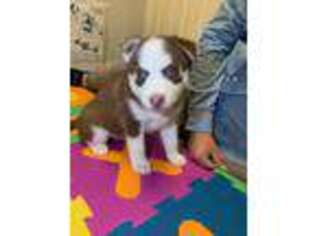 Siberian Husky Puppy for sale in Austell, GA, USA