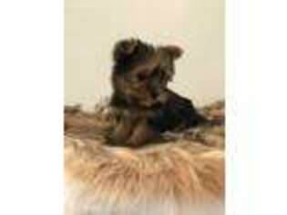 Yorkshire Terrier Puppy for sale in Pikeville, KY, USA