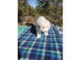 Great Pyrenees Puppy for sale in Colorado Springs, CO, USA