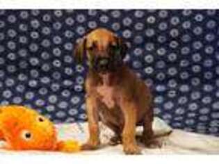 Great Dane Puppy for sale in Glen Saint Mary, FL, USA