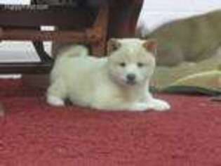 Shiba Inu Puppy for sale in Smithsburg, MD, USA