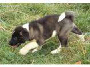 Akita Puppy for sale in Bloomington, IN, USA