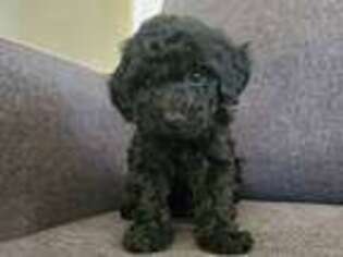 Mutt Puppy for sale in Schaefferstown, PA, USA