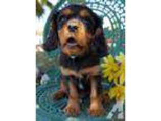 Cavalier King Charles Spaniel Puppy for sale in LAGUNA BEACH, CA, USA