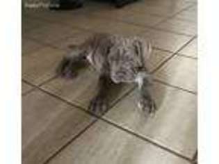 Neapolitan Mastiff Puppy for sale in Chandler, AZ, USA