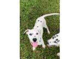 Dalmatian Puppy for sale in Merritt Island, FL, USA