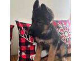 German Shepherd Dog Puppy for sale in Glenview, IL, USA
