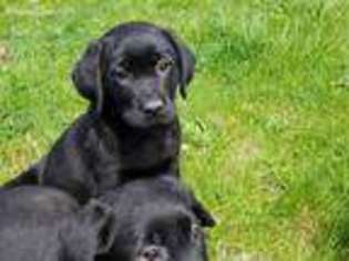 Labrador Retriever Puppy for sale in Huntington, IN, USA