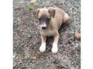 Whippet Puppy for sale in Asheville, NC, USA