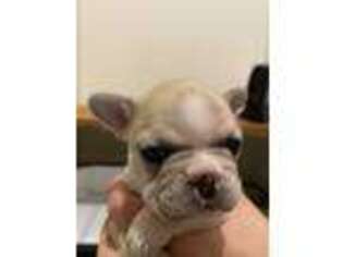 French Bulldog Puppy for sale in Bentonville, AR, USA