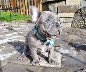 French Bulldog Puppy for sale in Salem, OH, USA