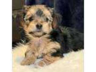 Yorkshire Terrier Puppy for sale in Rancho Cordova, CA, USA