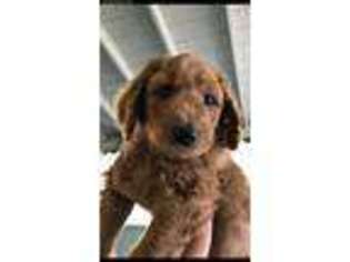 Goldendoodle Puppy for sale in Fair Oaks, CA, USA