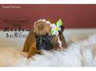 Valley Bulldog Puppy for sale in Mountain Home, ID, USA