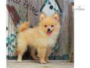 Pomeranian Puppy for sale in Harrisburg, PA, USA