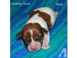 Jack Russell Terrier Puppy for sale in ONTARIO, CA, USA