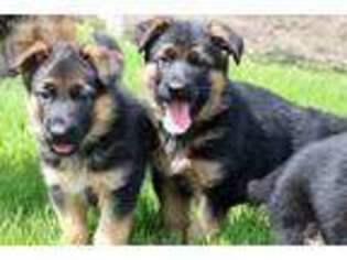 German Shepherd Dog Puppy for sale in Montevideo, MN, USA