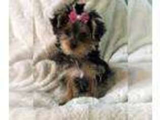 Yorkshire Terrier Puppy for sale in Wilmington, DE, USA