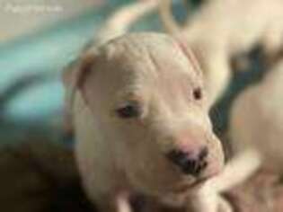 Dogo Argentino Puppy for sale in Arcadia, LA, USA