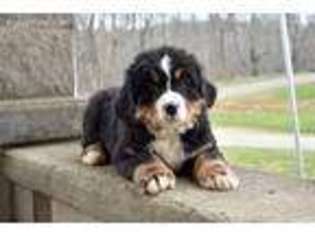 Bernese Mountain Dog Puppy for sale in Utica, OH, USA