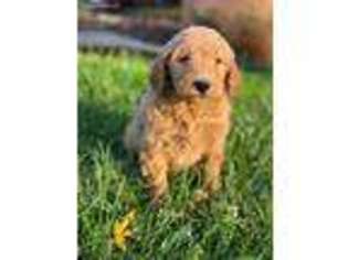 Goldendoodle Puppy for sale in Park Forest, IL, USA